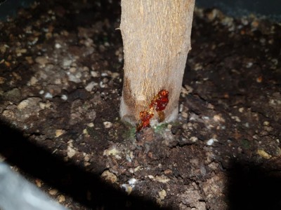 resina arancione / 20180930_222711.jpg 20180930_222711.jpg