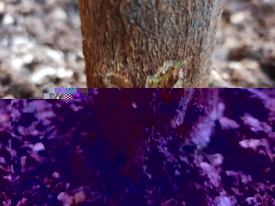 resina arancione rimossa / 20181001_072154.jpg 20181001_072154.jpg