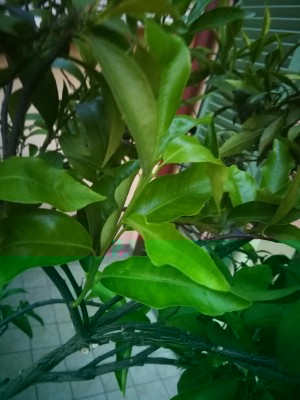 IMG_20181015_183732.jpg (76.83 KiB) Osservato 617 volte IMG_20181015_183732.jpg