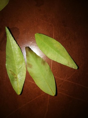 IMG_20181015_191723.jpg (64.38 KiB) Osservato 617 volte IMG_20181015_191723.jpg