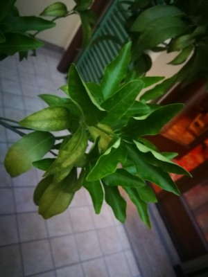 IMG_20181015_183743.jpg (56.76 KiB) Osservato 617 volte IMG_20181015_183743.jpg