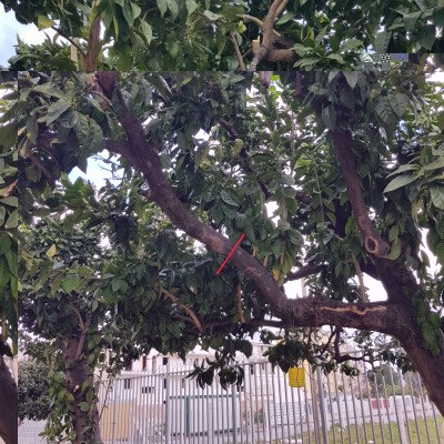 20190310_094950.jpg (234.32 KiB) Osservato 555 volte 20190310_094950.jpg