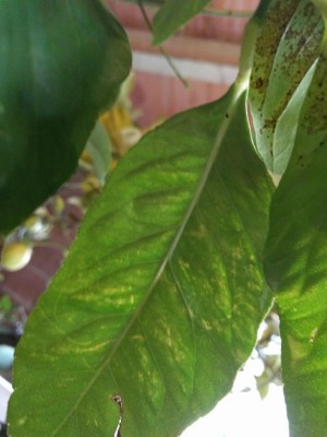 dettaglio foglie / IMG_20190327_171232a.jpg IMG_20190327_171232a.jpg