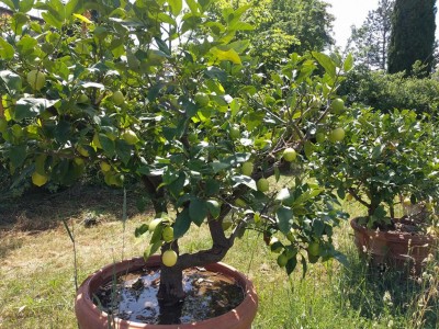 Foto dell'estate scorsa / IMG_20180526_114718a.jpg IMG_20180526_114718a.jpg