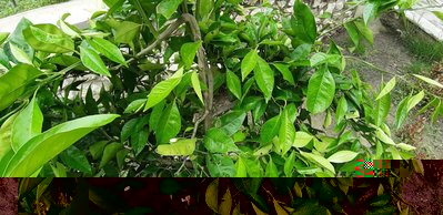 20190512_113747.jpg (145.2 KiB) Osservato 567 volte 20190512_113747.jpg