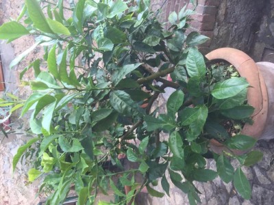 Non ha fatto completamente fiori / IMG_1156.JPG IMG_1156.JPG