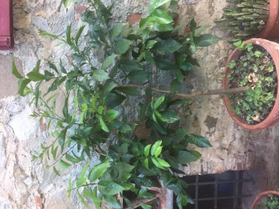 Ha fatto una prima fioritura persa. / IMG_1157.JPG IMG_1157.JPG