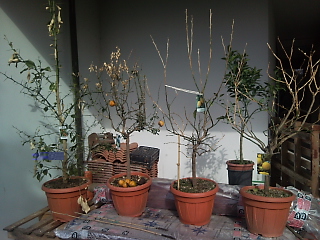 agrumi.jpg agrumi.jpg