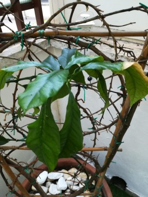 WhatsApp Image 2019-08-31 at 10.56.55.jpeg (112.36 KiB) Osservato 465 volte WhatsApp Image 2019-08-31 at 10.56.55.jpeg