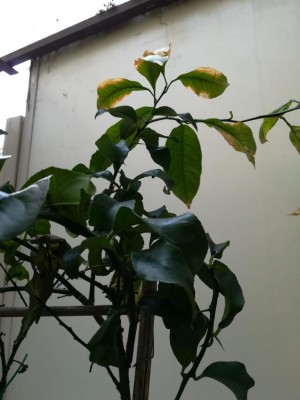 WhatsApp Image 2019-08-31 at 10.56.56.jpeg (64.33 KiB) Osservato 465 volte WhatsApp Image 2019-08-31 at 10.56.56.jpeg