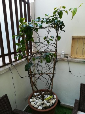 WhatsApp Image 2019-08-31 at 10.56.57.jpeg (110.22 KiB) Osservato 465 volte WhatsApp Image 2019-08-31 at 10.56.57.jpeg