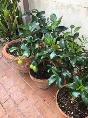 2B916968-9B90-443D-BACF-5468ECFDB6DB.jpeg (139.71 KiB) Osservato 498 volte 2B916968-9B90-443D-BACF-5468ECFDB6DB.jpeg