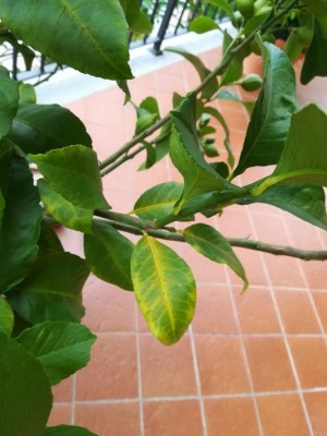 IMG_20191017_134436_resized_20191018_111705577.jpg (73.94 KiB) Osservato 917 volte IMG_20191017_134436_resized_20191018_111705577.jpg