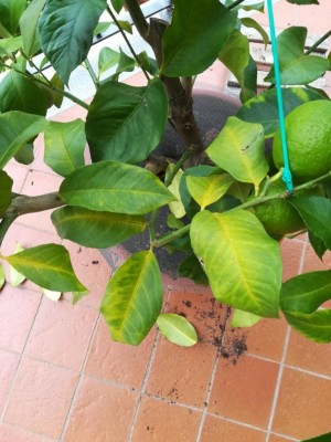 IMG_20191017_134432_resized_20191018_111704898.jpg (103.55 KiB) Osservato 917 volte IMG_20191017_134432_resized_20191018_111704898.jpg