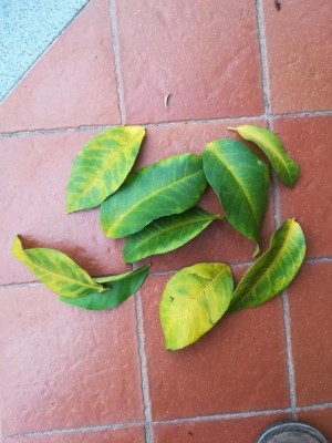 IMG_20191017_134456_resized_20191018_111704481.jpg (91.43 KiB) Osservato 917 volte IMG_20191017_134456_resized_20191018_111704481.jpg