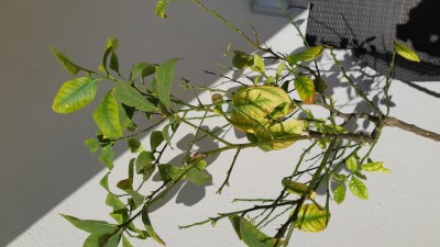 15717426553118889200460014600308.jpg (96.31 KiB) Osservato 458 volte 15717426553118889200460014600308.jpg