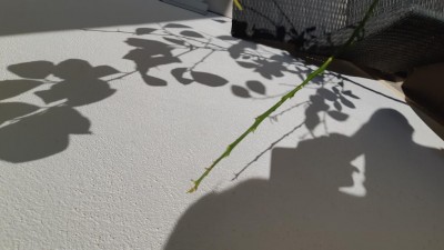 15717427210636119790140869486121.jpg (66.24 KiB) Osservato 554 volte 15717427210636119790140869486121.jpg