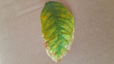 15717427603105883972131489041903.jpg (46.28 KiB) Osservato 554 volte 15717427603105883972131489041903.jpg