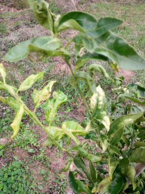 IMG_20191106_151651.jpg (183.95 KiB) Osservato 788 volte IMG_20191106_151651.jpg