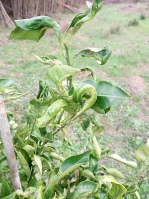 IMG_20191106_151634.jpg (111.95 KiB) Osservato 788 volte IMG_20191106_151634.jpg