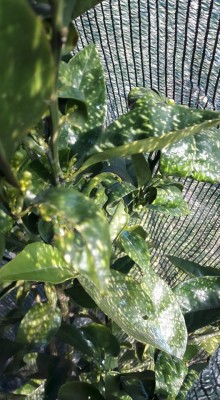 89357413_850414692089998_717331638047997952_n.jpg (127.83 KiB) Osservato 556 volte 89357413_850414692089998_717331638047997952_n.jpg