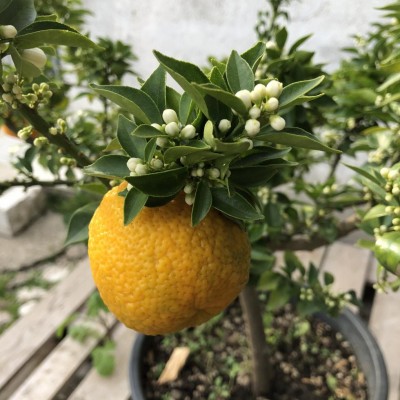 IMG_5143.JPG (118.33 KiB) Osservato 569 volte IMG_5143.JPG