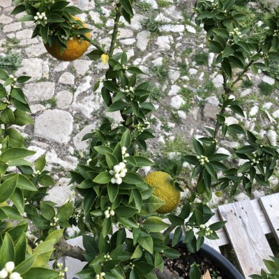 IMG_5145.JPG (215.12 KiB) Osservato 625 volte IMG_5145.JPG