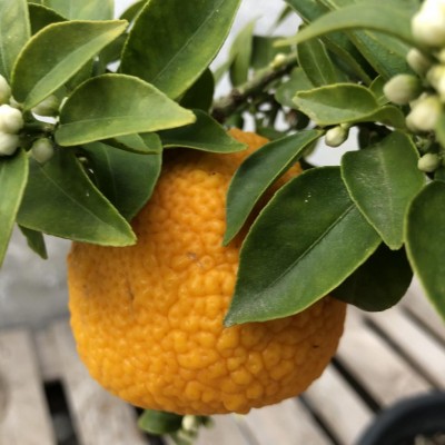 IMG_5147.JPG (89.29 KiB) Osservato 625 volte IMG_5147.JPG