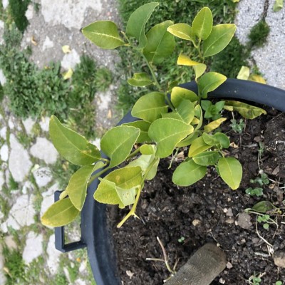 Pompelmo rosa / IMG_5146.JPG IMG_5146.JPG