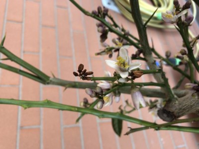 Da una parte boccioli morti e dall’altra un fiore fecondo. / image.jpg image.jpg