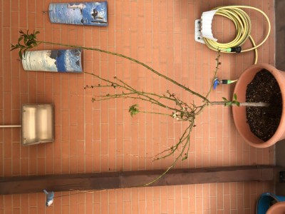 Situazione generale ditemi se accorciare i rami o aspettare. / image.jpg image.jpg