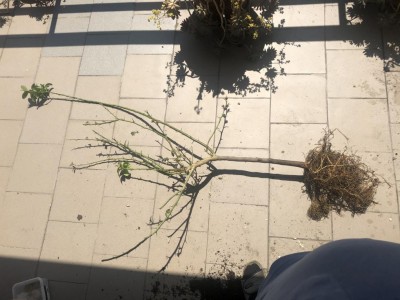 67AA86E5-404A-4C07-885F-9B005A7CE8AB.jpeg (107.27 KiB) Osservato 383 volte 67AA86E5-404A-4C07-885F-9B005A7CE8AB.jpeg