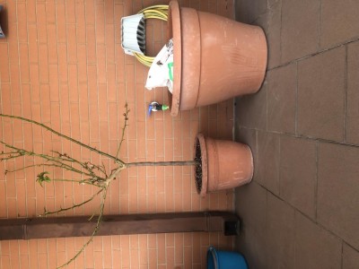 Vedete la differenza tra i due vasi / image.jpg image.jpg