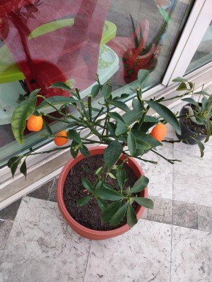 kumquat 4.jpg