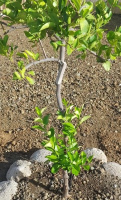 20200814_125639.jpg (200.67 KiB) Osservato 610 volte 20200814_125639.jpg