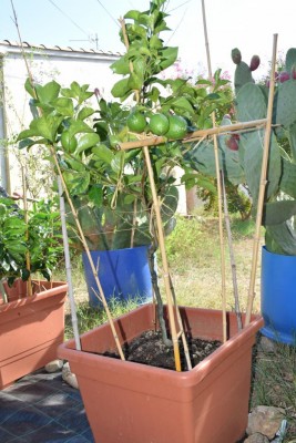 la fotodell'agrume, ingrandibile / DSC_3413_selv_lucchese-Eureka_picc.JPG DSC_3413_selv_lucchese-Eureka_picc.JPG