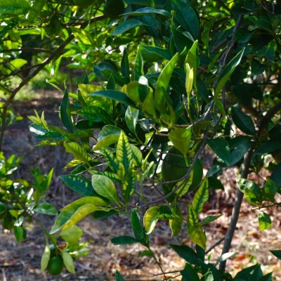 2020_0915_10033600.jpg (166.53 KiB) Osservato 553 volte 2020_0915_10033600.jpg