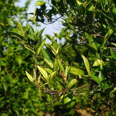 2020_0915_10230100.jpg (165.4 KiB) Osservato 553 volte 2020_0915_10230100.jpg