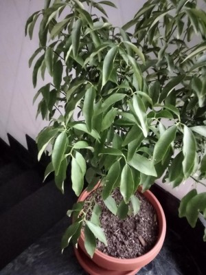 kumquat foglie mogie.jpg (106.48 KiB) Osservato 1193 volte kumquat foglie mogie.jpg