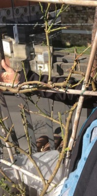 99b98fe2-b168-4a6c-8d82-f7db4a5eb9f6.jpg (79.12 KiB) Osservato 703 volte 99b98fe2-b168-4a6c-8d82-f7db4a5eb9f6.jpg