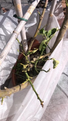 d1a463d2-d422-4aef-a4a5-d385a01d05d2.jpg (87.87 KiB) Osservato 703 volte d1a463d2-d422-4aef-a4a5-d385a01d05d2.jpg