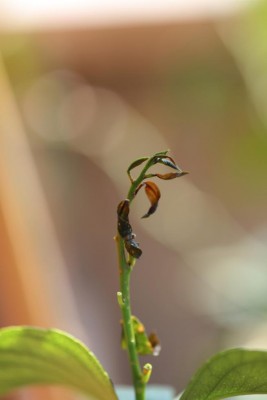 Germoglio 1 / IMGL0130_1.jpg IMGL0130_1.jpg