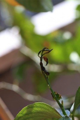 Germoglio 2 / IMGL0132_1.jpg IMGL0132_1.jpg