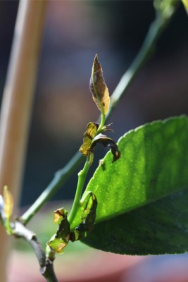 Germoglio 4 / IMGL0134_1.jpg IMGL0134_1.jpg