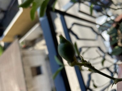 5B7686D0-C231-4DAD-9F1B-EA7A25DB6BEF.jpeg (56.62 KiB) Osservato 601 volte 5B7686D0-C231-4DAD-9F1B-EA7A25DB6BEF.jpeg