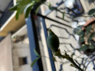 169BB53C-3F81-46CE-8AF2-3D8866BBF046.jpeg (58.34 KiB) Osservato 601 volte 169BB53C-3F81-46CE-8AF2-3D8866BBF046.jpeg