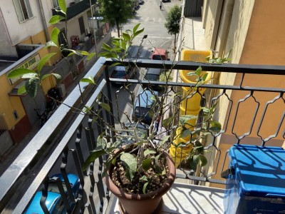 6398A639-900F-4629-8764-5F0498079C31.jpeg (155.02 KiB) Osservato 542 volte 6398A639-900F-4629-8764-5F0498079C31.jpeg