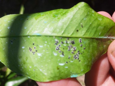 20210913_145218.jpg (64.59 KiB) Osservato 586 volte 20210913_145218.jpg