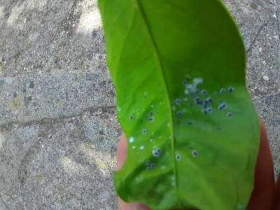 20210913_145547.jpg (106.26 KiB) Osservato 586 volte 20210913_145547.jpg