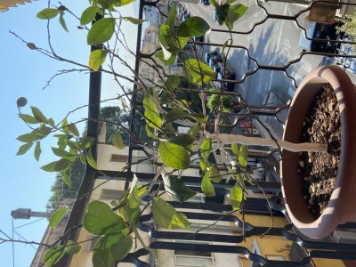 52D885A6-EDBE-48F2-B78E-3DC107D9B788.jpeg (141.5 KiB) Osservato 472 volte 52D885A6-EDBE-48F2-B78E-3DC107D9B788.jpeg